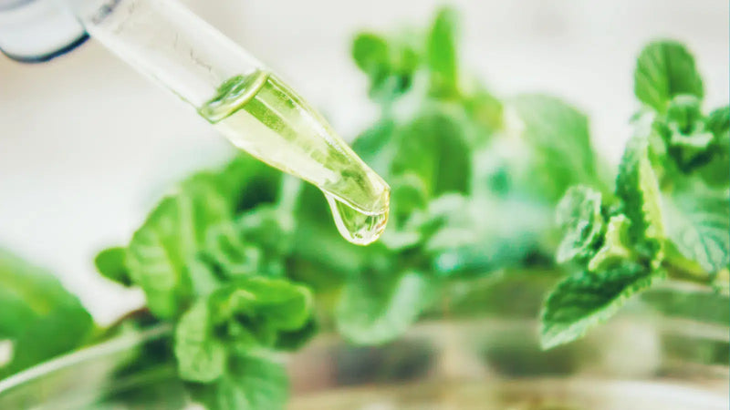 🌿EXTRAITS DE PLANTES