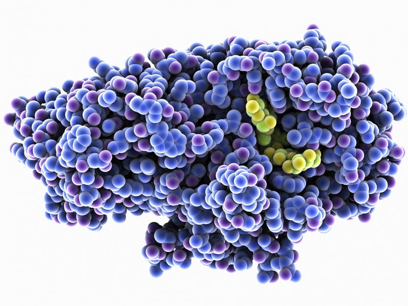 🧬ENZYMES NATURELLES