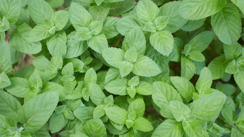 🍃MENTHOL & VITAMINE C